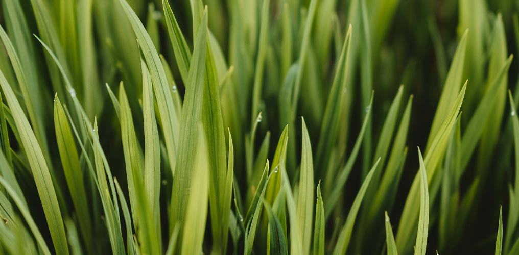 Detailn&iacute; z&aacute;běr st&eacute;bel tr&aacute;vy